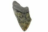 Bargain, Fossil Megalodon Tooth - South Carolina #166093-1
